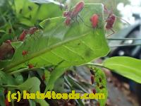 /home//u458753944/public_html/sourcegallery/////Insects and small critters/aphids cicadas lanternflies and true bugs (Hemiptera)/P6030532.JPG